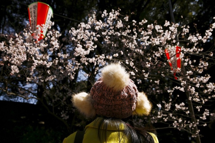 Ueno Park, Tokyo, Ιαπωνία. REUTERS/Thomas Peter 