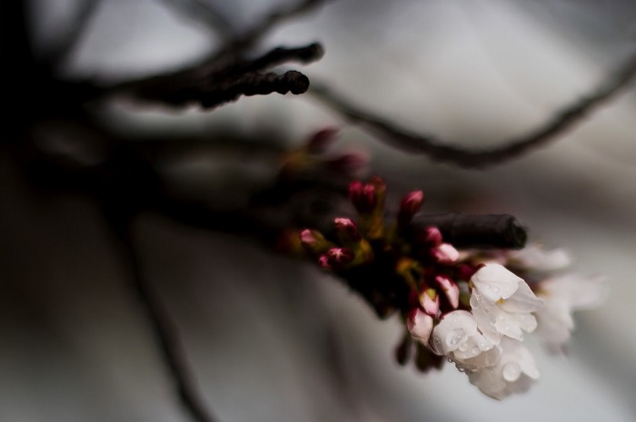 Tidal Basin στην Washington, ΗΠΑ,  JIM WATSON/AFP/Getty Images 