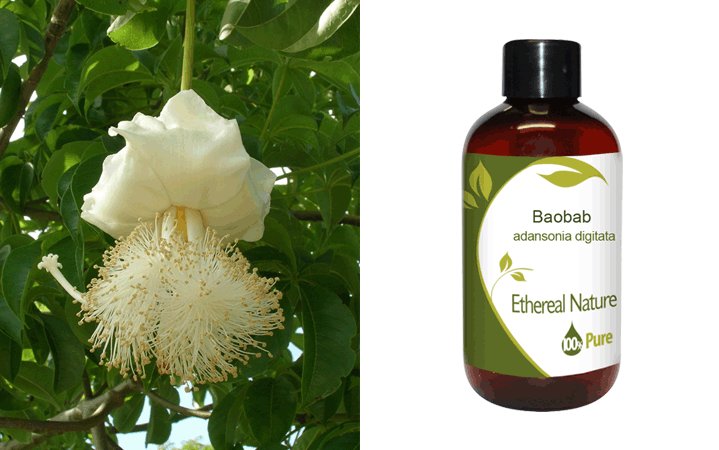 Το έλαιο baobab βελτιώνει την ελαστικότητα της επιδερμίδας, υποστηρίζει την  αναγέννηση των κυτtάρων και καθυστερεί την εμφάνιση και ανάπτυξη των ρυτίδων. 