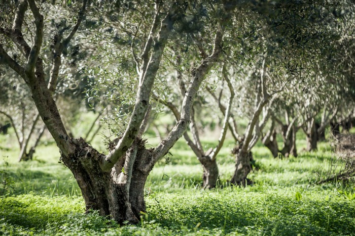 Το ιερό δέντρο-σύμβολο της Ελλάδας εμπνέει την νέα σειρά ΚΟΡΡΕΣ