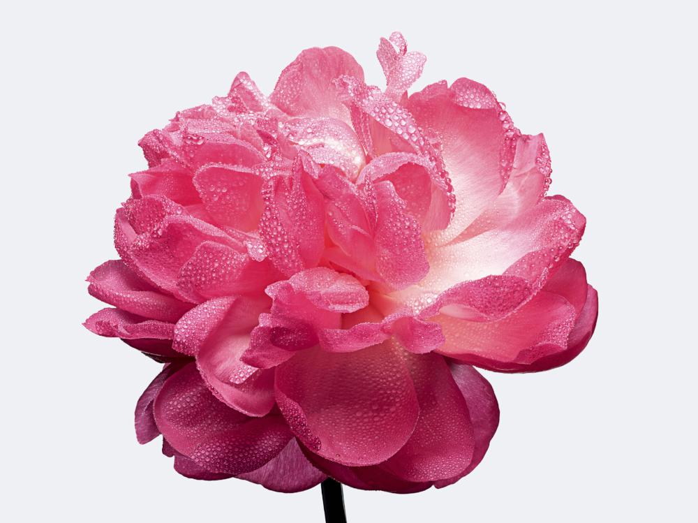 To νέο Miss Dior είναι Absolutely Blooming!