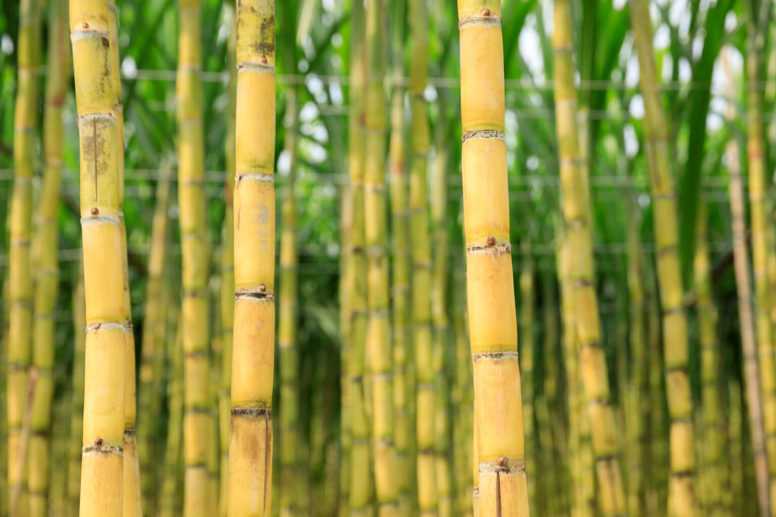 Sugarcane Vodka