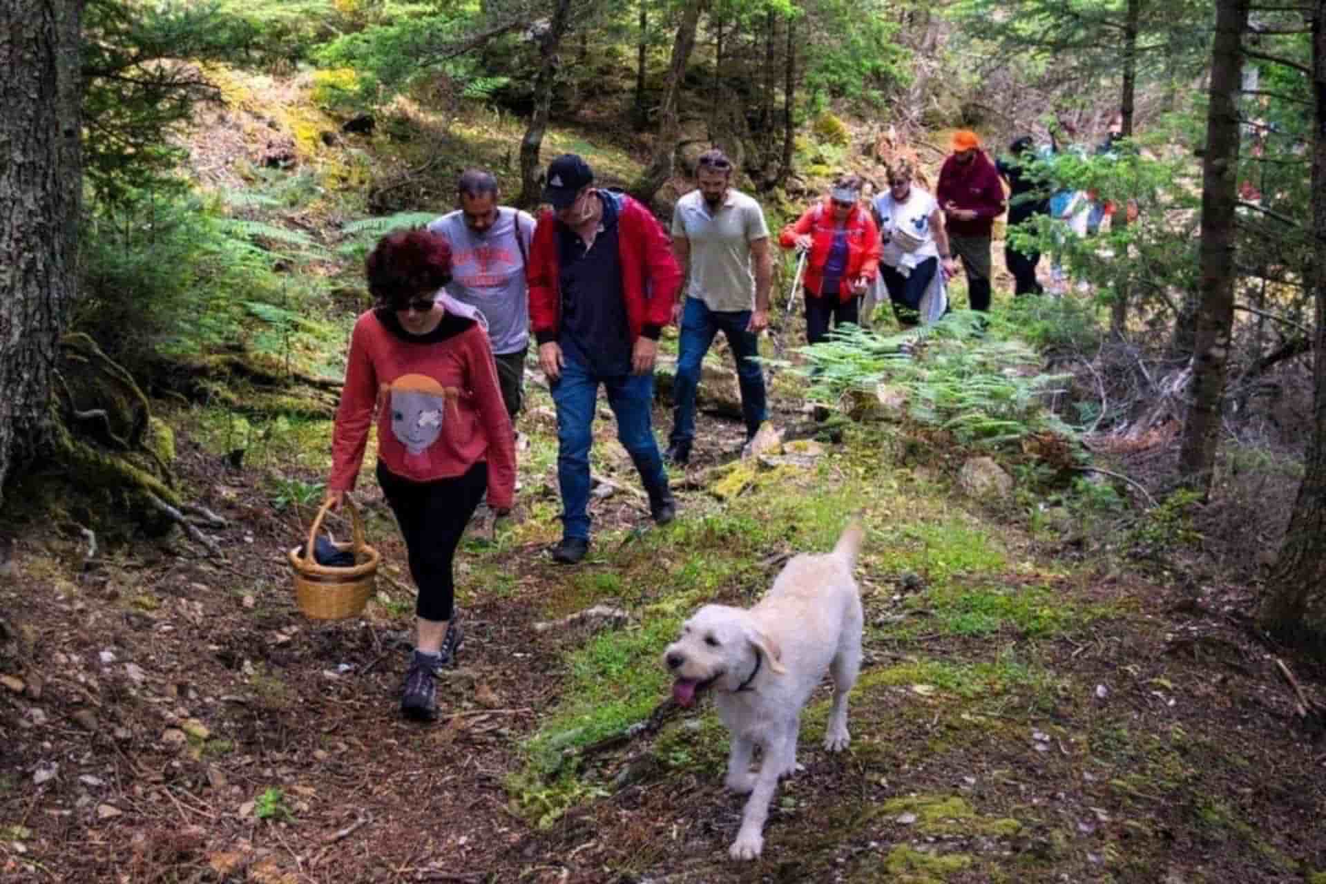 Μια από τις φετινές δραστηριότητες του Helmos Mountain Festival είναι το μάζεμα τρούφας Fungi