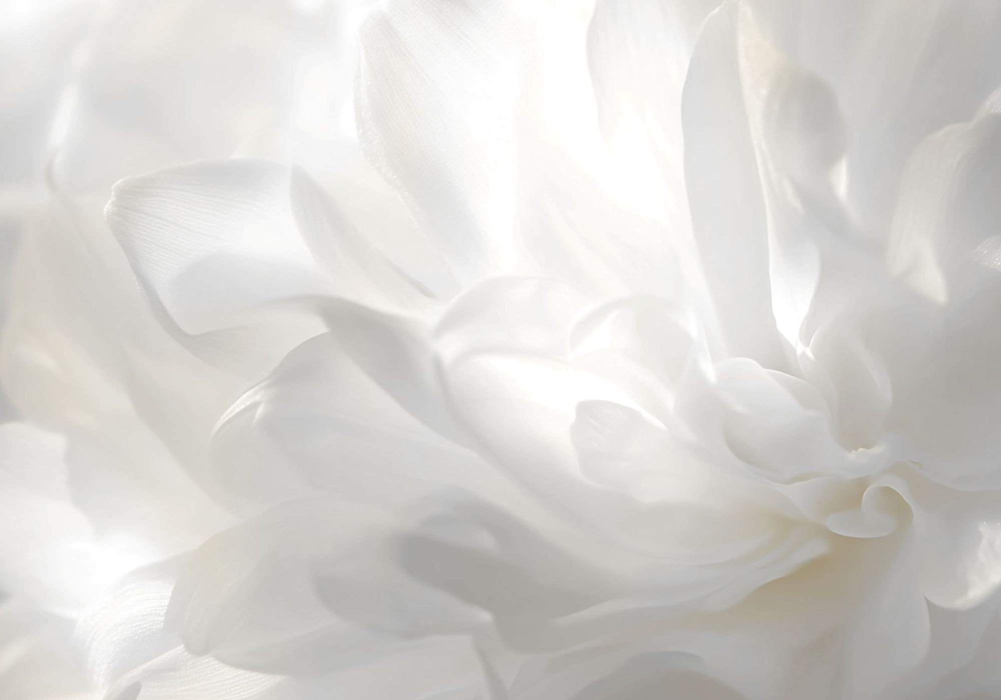 Pantone Cloud Dancer: Το πολυδιάστατο λευκό είναι το Xρώμα της Xρονιάς για το 2026